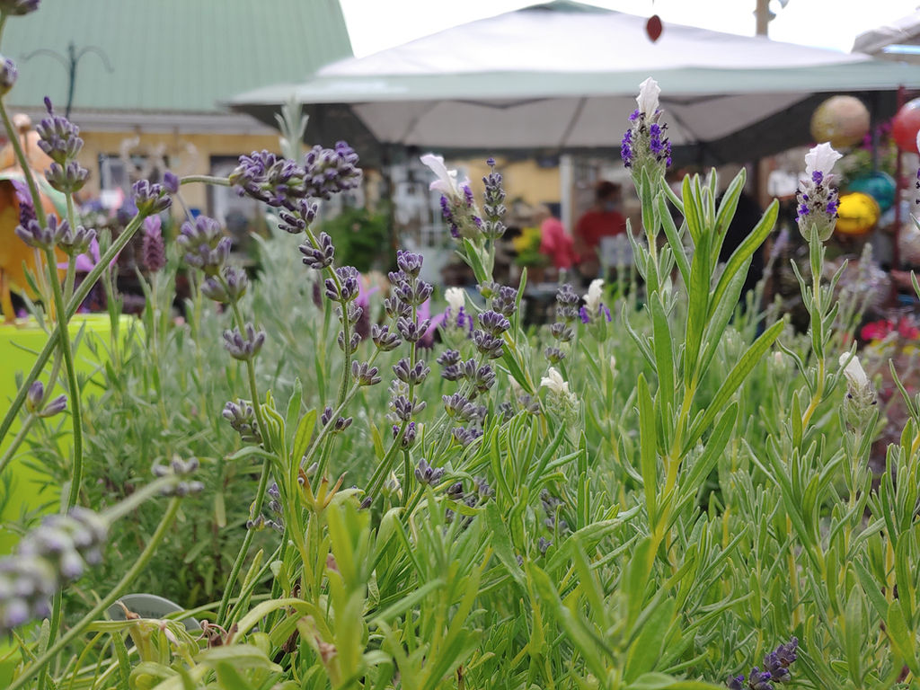 Garden Nursery Bellingham, WA Garden Spot Nursery
