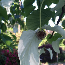 Dove Tree