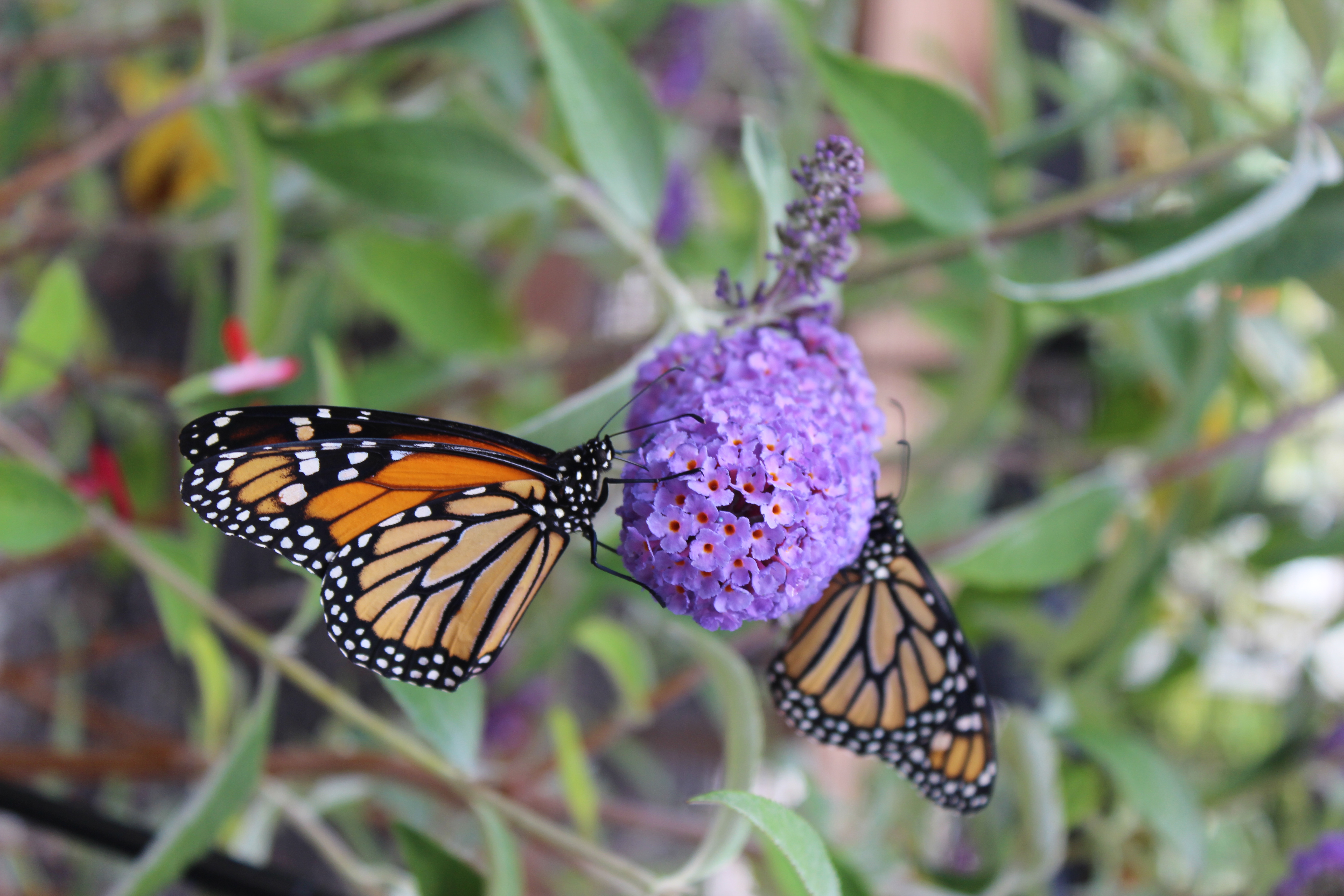 Growing A Pollinator Garden