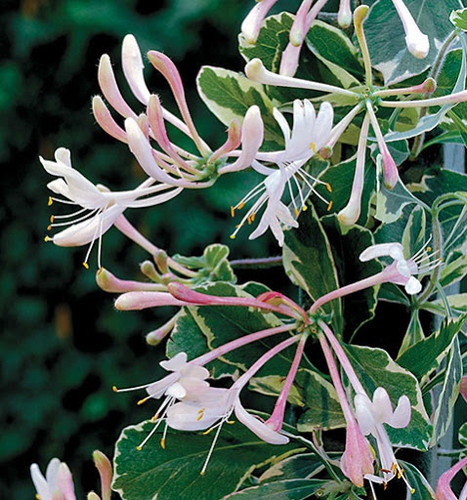 Honeysuckle - Harlequin | Garden Spot Nursery