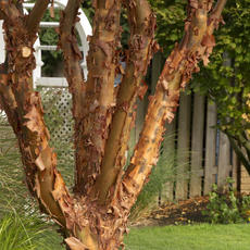 Paperbark Maple