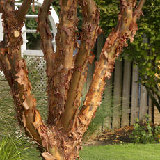 Paperbark Maple