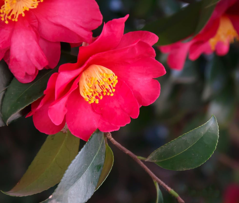 winter bloomers FOR hummingbirds