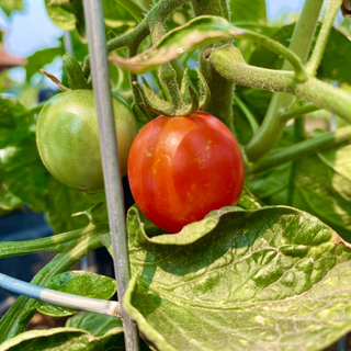 Tomatoe!