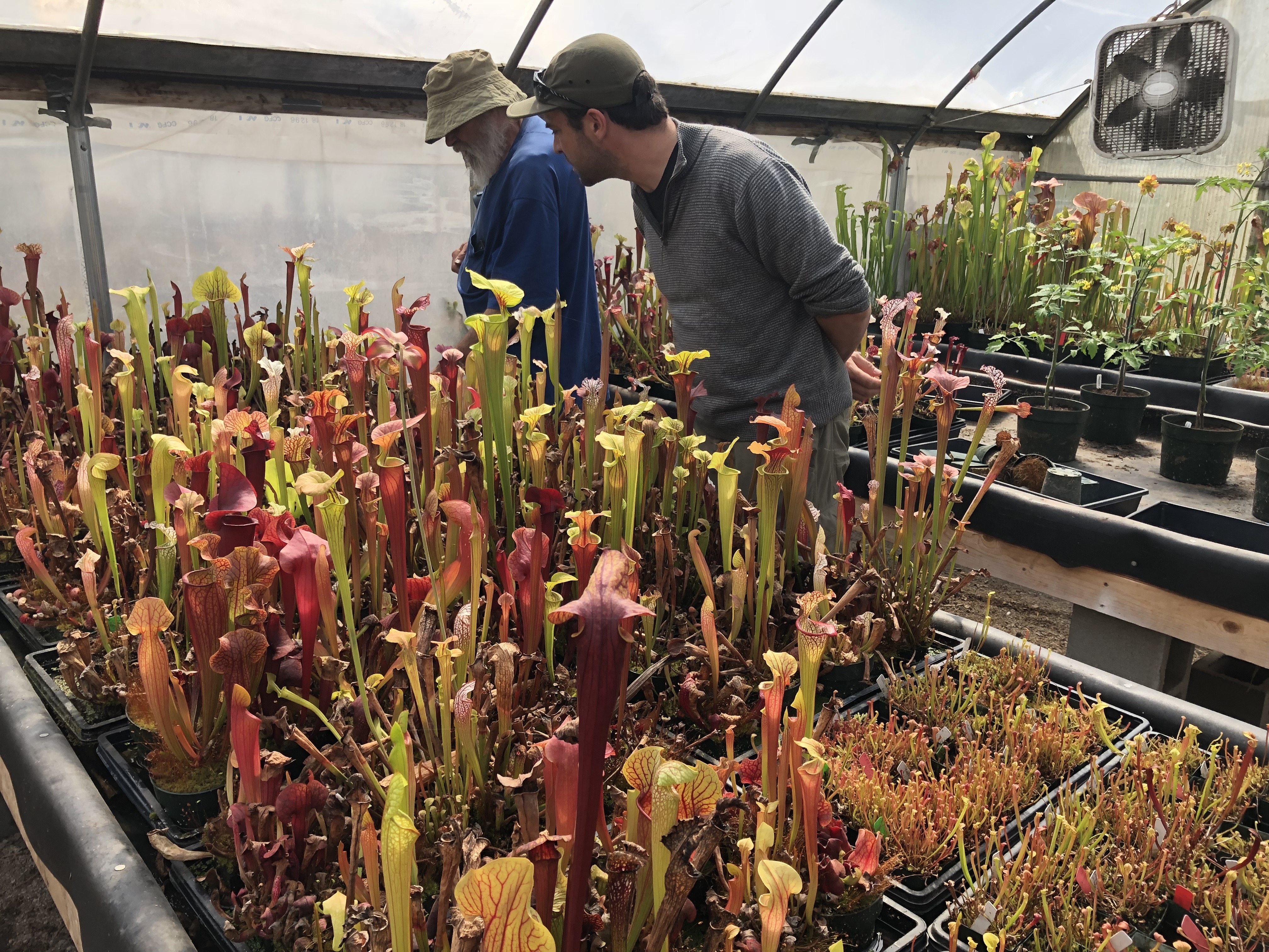 The Amazing World Of Carnivorous Plants The Amazing World Of Carnivorous Plants