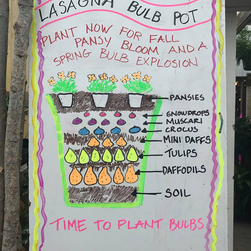 Lasagna Bulb Planter 2nd Class 11 AM