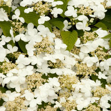 Doublefile Viburnum