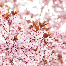 Thundercloud Flowering Plum