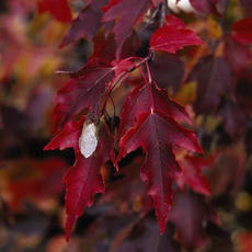Embers Amur Maple