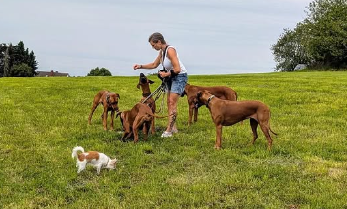 Training mit 6 Hunden