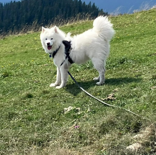 Samojede mit Schleppleine