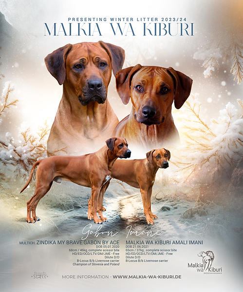 Wurfankündigung Malkia wa Kiburi C-Wurf