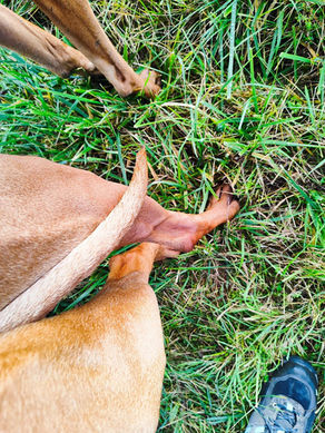 Gabon und Imani haben sich "getraut" :)