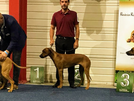 Das zweite Mal (CACIB Gießen)