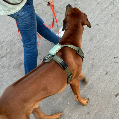 Halter mit Hund beim Leinenführigkeitstraining