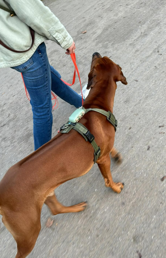 Halter mit Hund beim Leinenführigkeitstraining