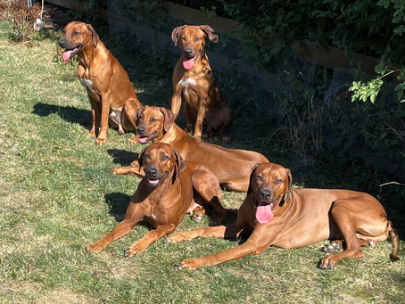 A-Wurf Treffen