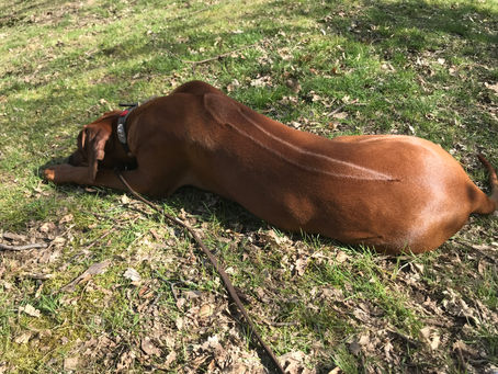 Frühling (mehrere Bilder)