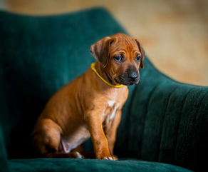 Bald sind wir vollständig