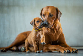 Empyrean Bross Zion's Ssanyu