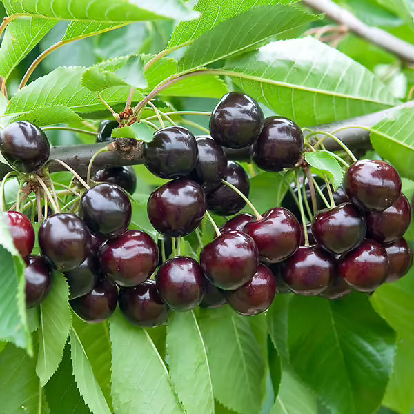 Bing Cherry Tree
