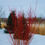 Thumbnail: Red Osier Dogwood