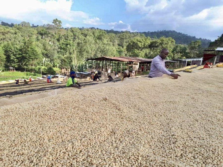 Thumbnail: Ethiopian Yirgacheffe