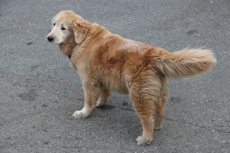 Abby