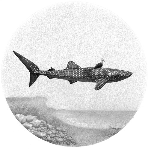 SHARKS&WHALES REAPED BY MAN 北欧メロハー,AOR file.jpg