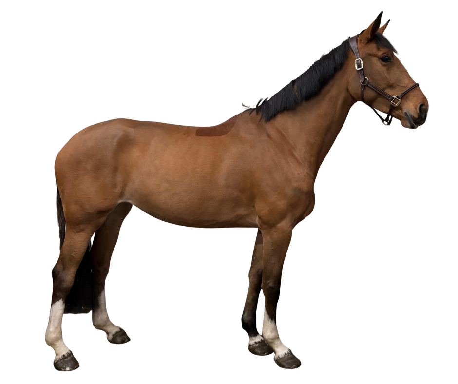 Woestijn Safari YouTube Thumbnail (7).png