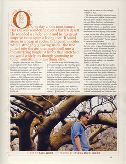 Ancient Wiliwili Trees_Page_05.jpg