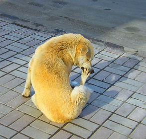 01_mislitel___для са.jpg
