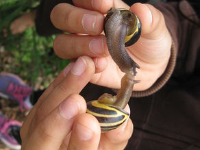 Snail’s pace of environmental education