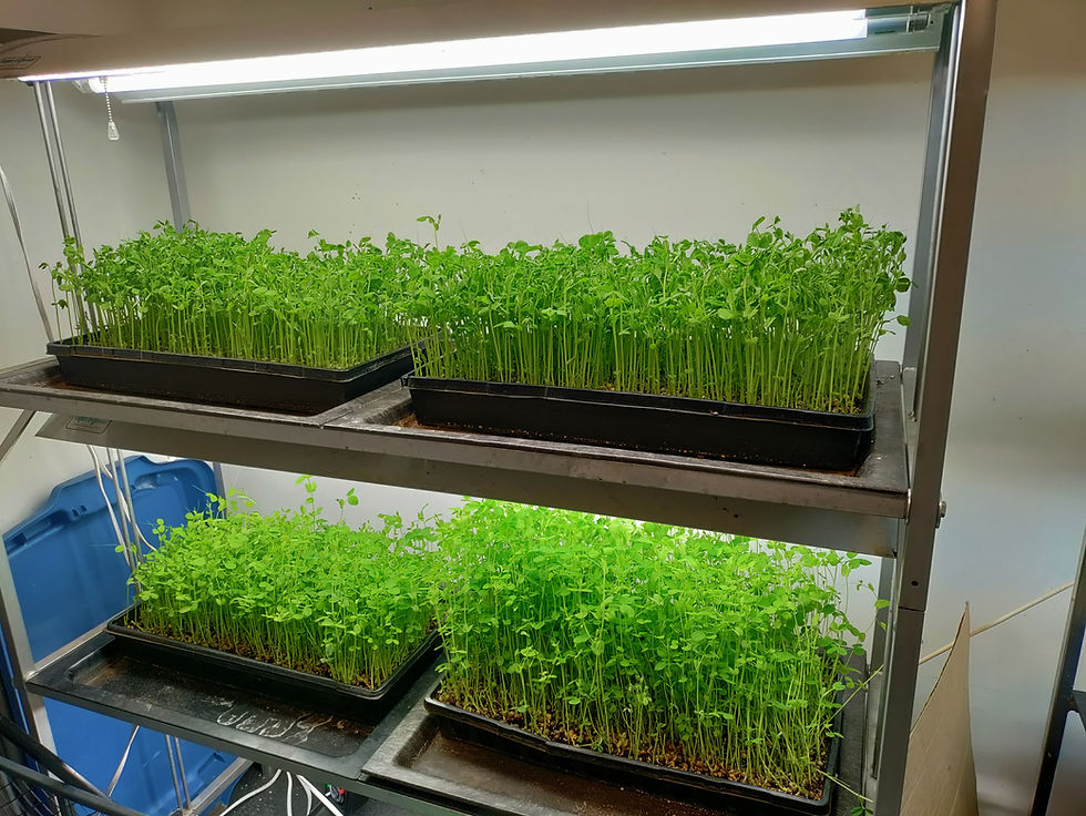 School Food Infrastructure Fund