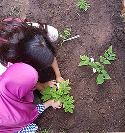 Kids planting in the dirt from a birdseye view