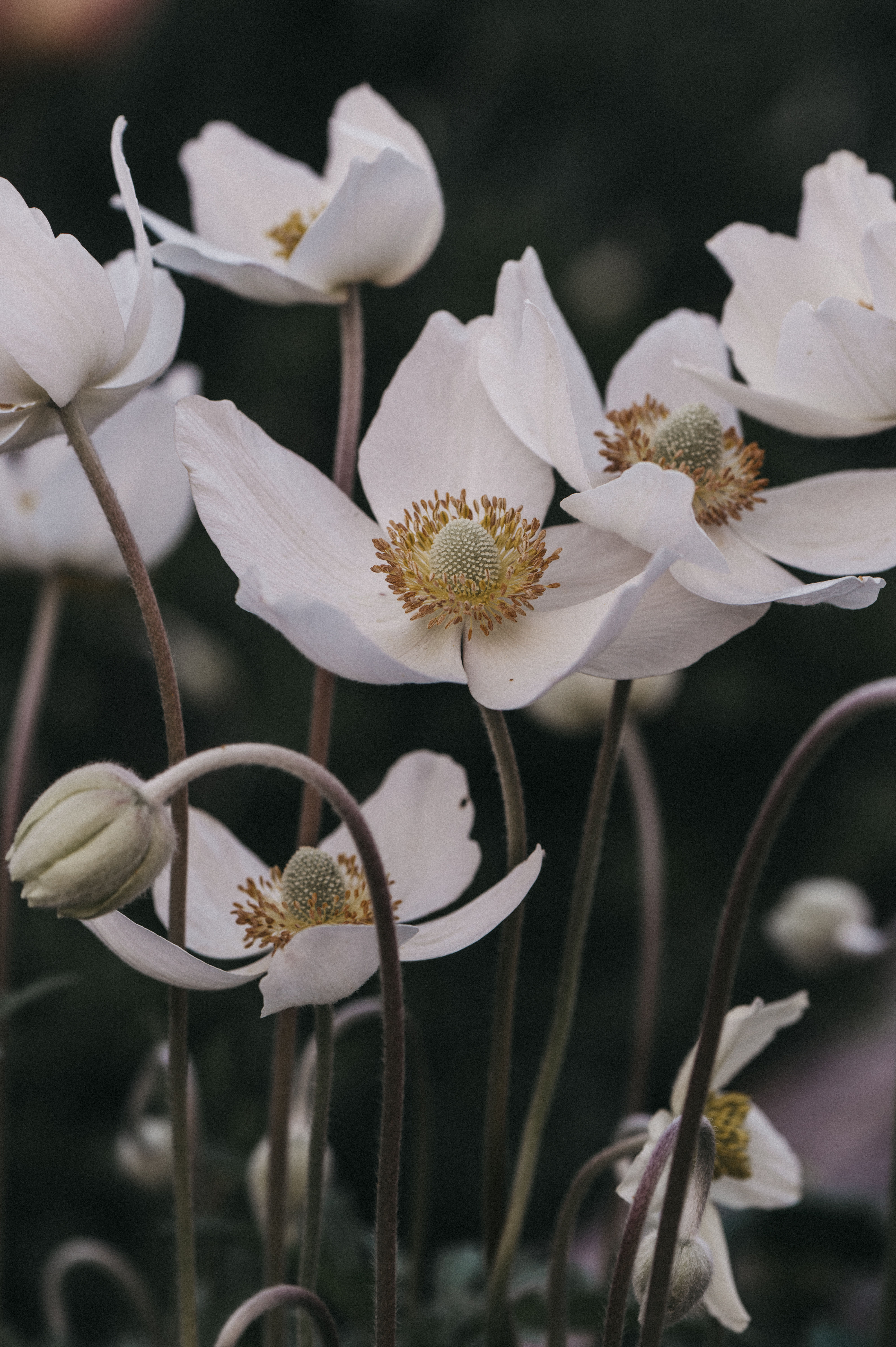Anemonen - A6 Postkarte