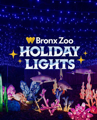 holiday lights.jpg