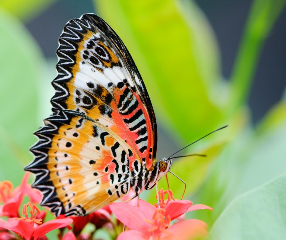 Vibrant butterfly with patterned orange, black, and white wings perches on pink flowers. Green blurred background.