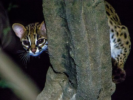Visayan Leopard Cat, A spotted wild cat peers cautiously from behind a tree trunk in a dimly lit forest. Its eyes are wide, suggesting alertness.