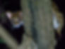 Visayan Leopard Cat, A spotted wild cat peers cautiously from behind a tree trunk in a dimly lit forest. Its eyes are wide, suggesting alertness.