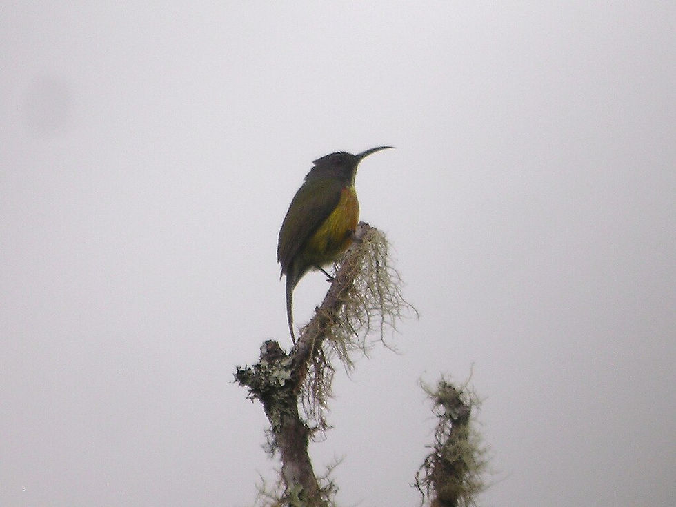 Looking at a brown small bird holding on a branched with gray moss.
