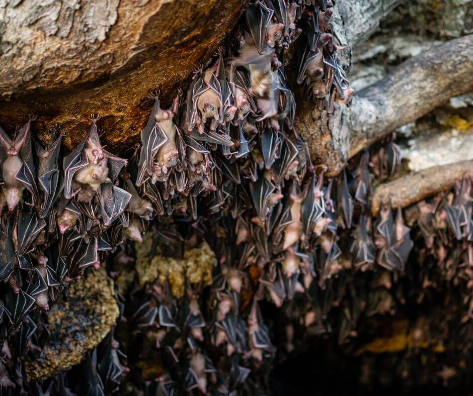 Monfort Bat Sanctuary a cluster of bats hanging upside down in a cave. Dark wings contrast with brown rocks. The setting feels mysterious and natural.
