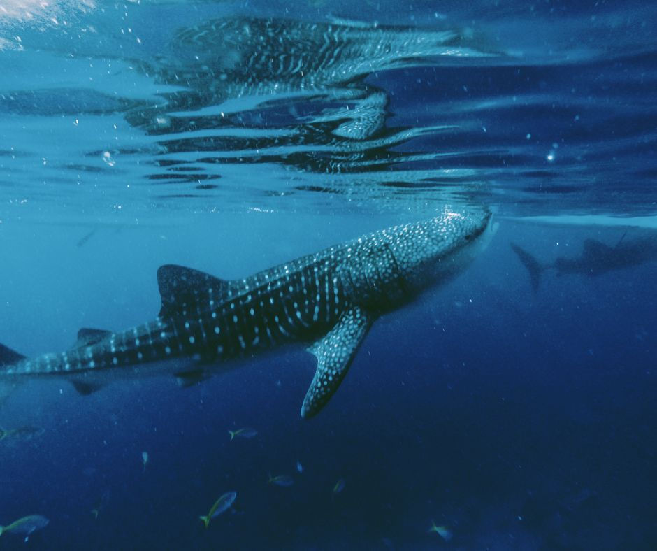 Spotted whale shark swimming underwater in deep blue ocean. Smaller fish surround it. Calm, serene atmosphere of Oslob Cebu.
