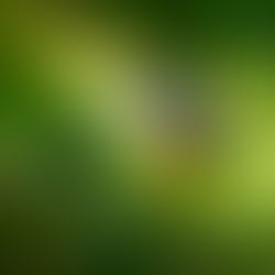Small blue-gray and orange bird perched among green leaves against a soft blurred green background, alert and still