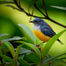 Small blue-gray and orange bird perched among green leaves against a soft blurred green background, alert and still