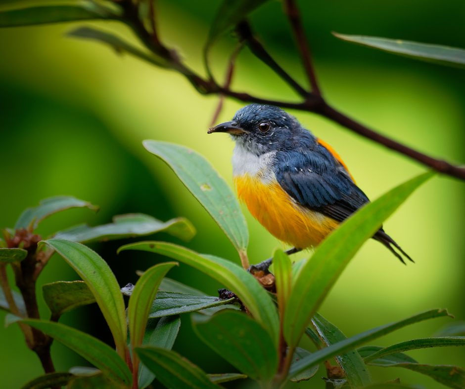 Small blue-gray and orange bird perched among green leaves against a soft blurred green background, alert and still