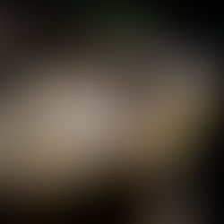 Close-up of a turtle with a brown and yellow shell and markings, against a dark background. Its head is slightly tilted, showing detail.