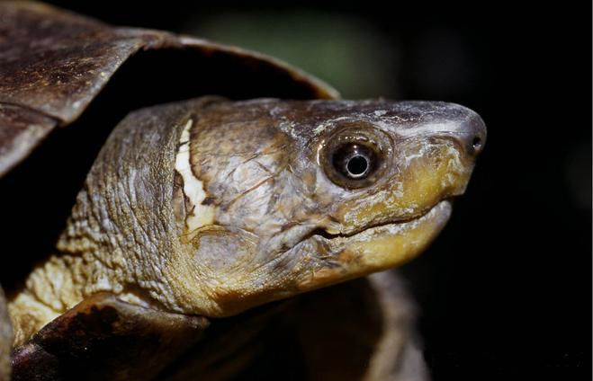 Close-up of a turtle with a brown and yellow shell and markings, against a dark background. Its head is slightly tilted, showing detail.