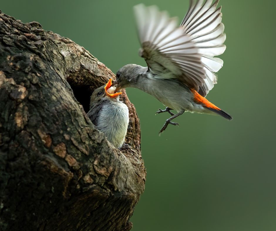 Two small gray birds at a tree cavity nest, one hovering to feed the chick with open orange beaks against a soft green background