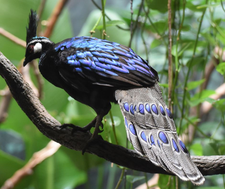 A Palawan Peacock-Pheasant with vibrant blue and black feathers and ornate tail sits on a branch against lush green foliage.